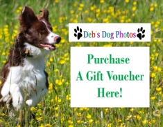 gift-voucher-advert-debs-dog-photos