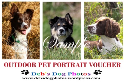 Outdoor Pet Portrait Voucher by Debs Dog Photos