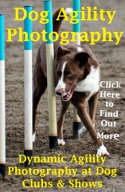 Dog Agility Poste completer copy