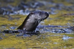 otter-peering-out-of-river-caldew