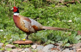 posed-pheasant