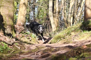 sunny-collie-dog-running-in-woods-11